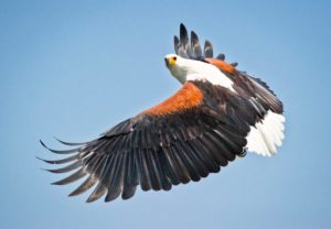 animal-bird-of-prey-eagle-1619514-1024x711