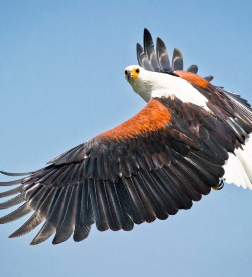 animal-bird-of-prey-eagle-1619514-1024x711